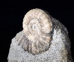 Arnioceras oppeli GUERIN-FRANIATTE 1966 - Bild © FossNet FossilienStore